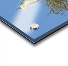 JBS 0860ED Acrylic print