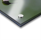 JBS 1233 Acrylic print