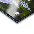 seagull  Acrylic print