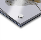 DSC 1879 Acrylic print