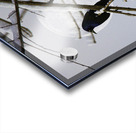 JBS 0164  Acrylic print