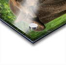 JBS 2500 Acrylic print