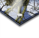 DSC 0059  Acrylic print