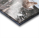 JBS 5494  Acrylic print