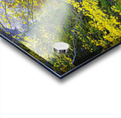 ZJS 5787  Acrylic print