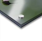 JBS 1233 Acrylic print