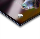 JBS 4382 Acrylic print