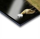 JBS 0909 Acrylic print