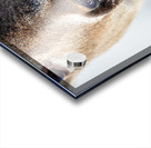 JBS 0540 Acrylic print