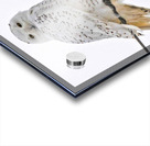 DSC 1876 Acrylic print