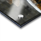  JBS9534 Acrylic print