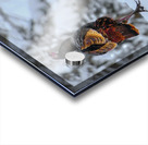 DSC 5553 Acrylic print