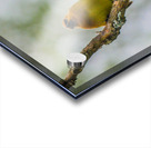 JBS 2137 Acrylic print