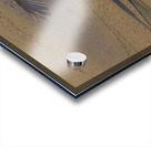 DSC 5806 2 Acrylic print