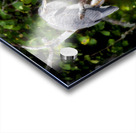 JBS 3072 Acrylic print