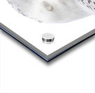 DSC 1876 2 Acrylic print