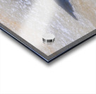 DSC 2285 Acrylic print