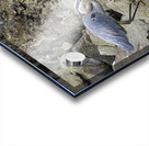 JBS 1629 Acrylic print