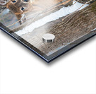 JBS 8854 Acrylic print