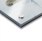 JBS 9346 2 Acrylic print