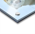 JBS 9357 Acrylic print