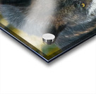 JBS 9093 Acrylic print