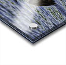 JBS 23862 Acrylic print