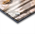 JBS 4894 Acrylic print