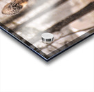 JBS 4896  Acrylic print