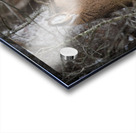 JBS 8968 Acrylic print