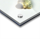 JBS 9269 Acrylic print