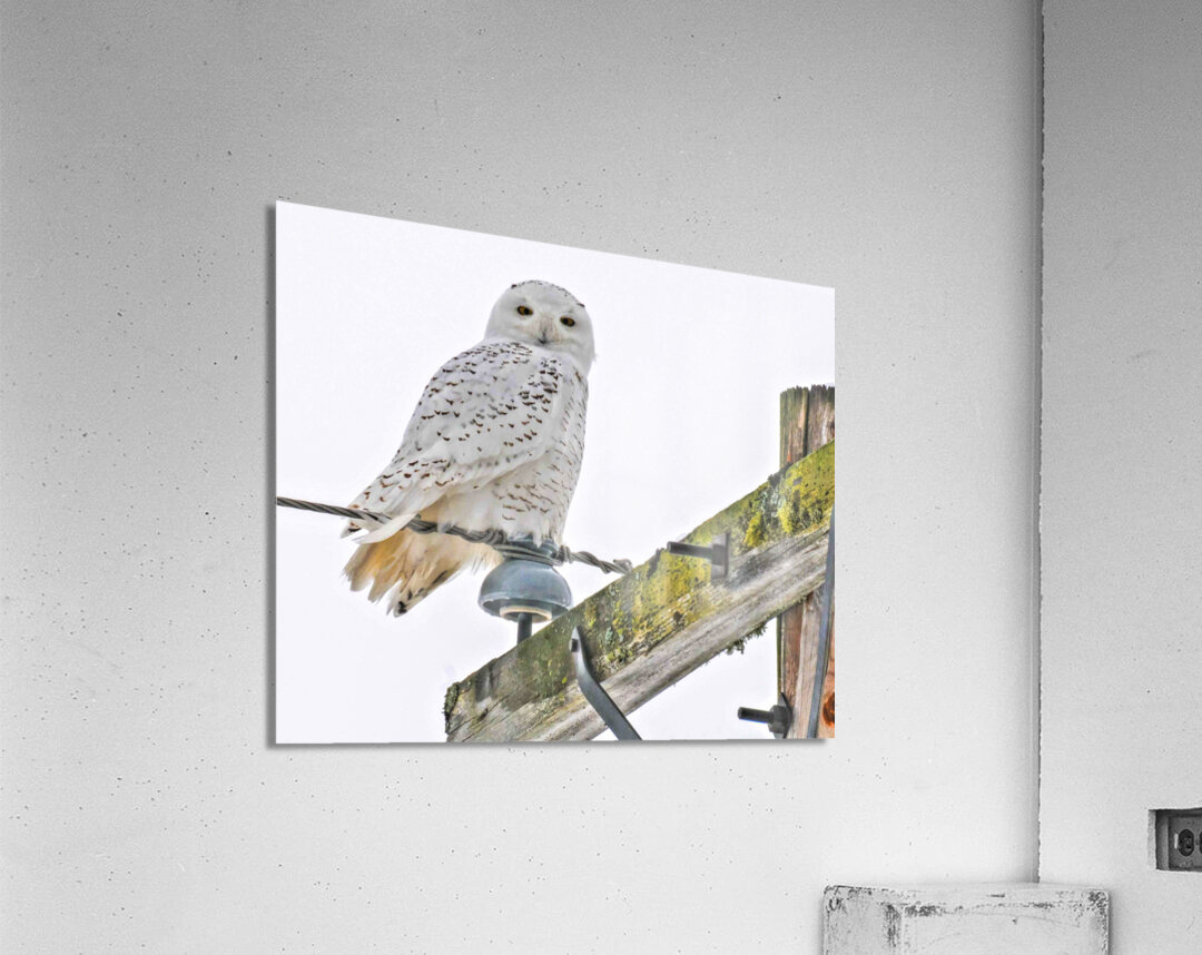 DSC 1876  Acrylic Print