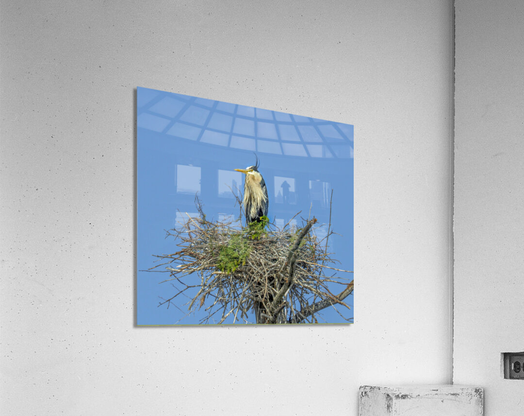 JBS 0860ED Acrylic Print