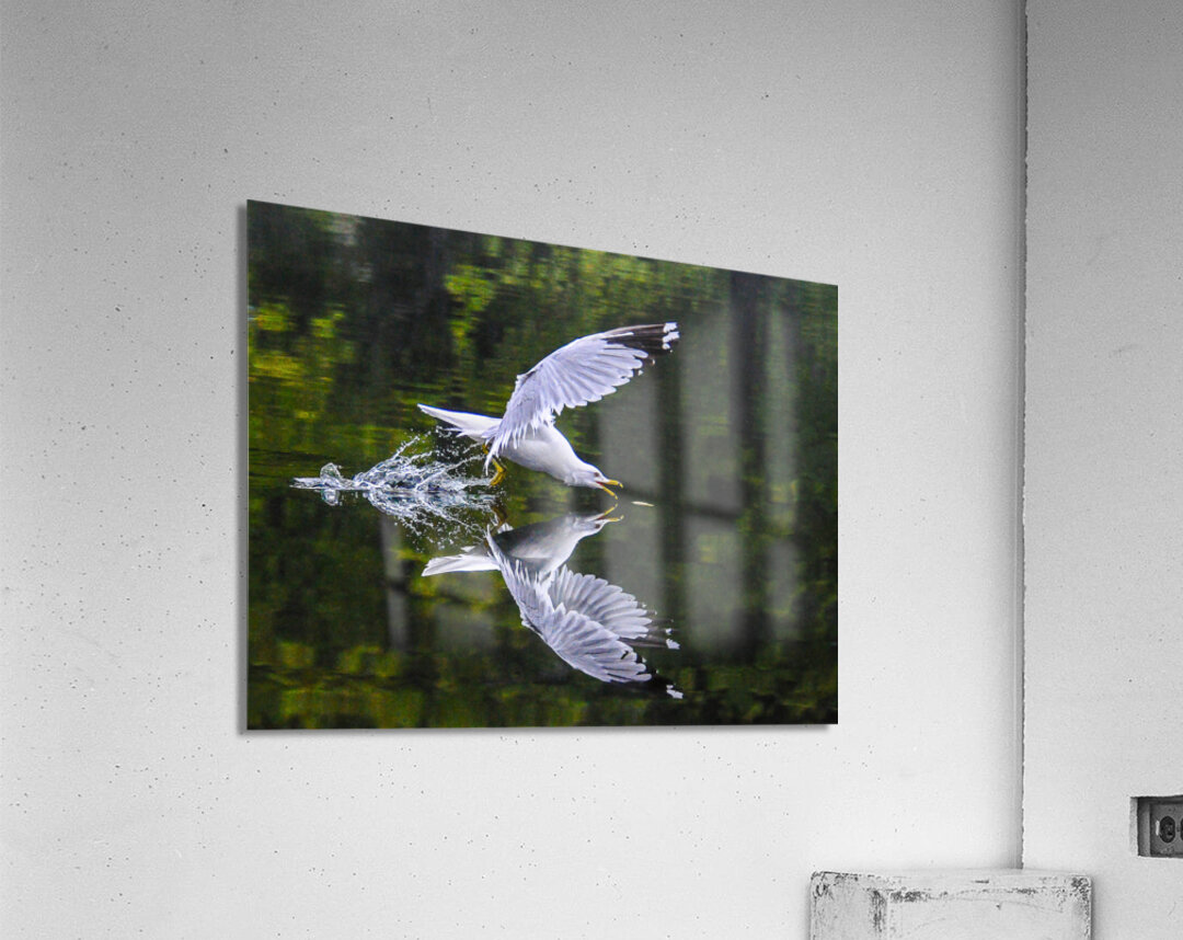 seagull  Acrylic Print