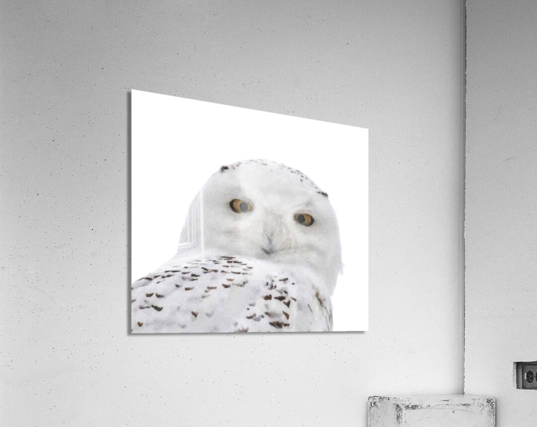 DSC 1876 2 Acrylic Print