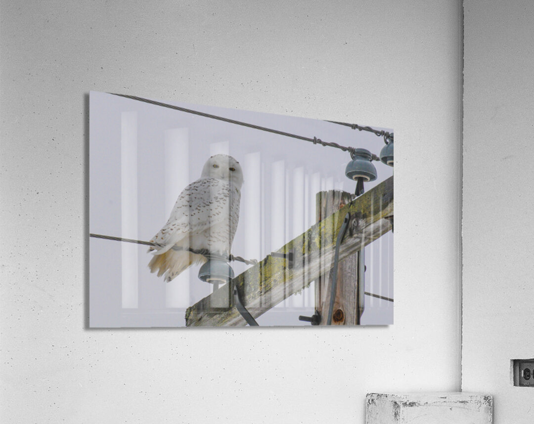 DSC 1879 Acrylic Print