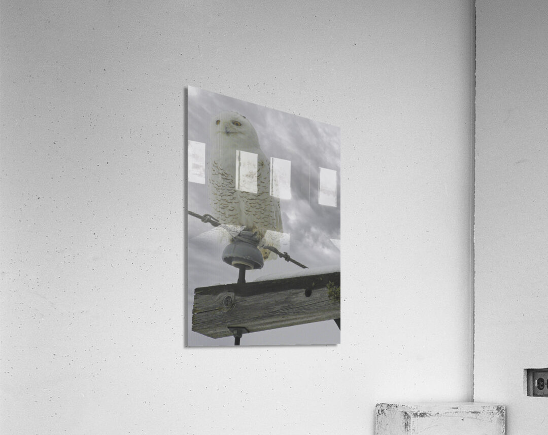 DSC 1902  Acrylic Print