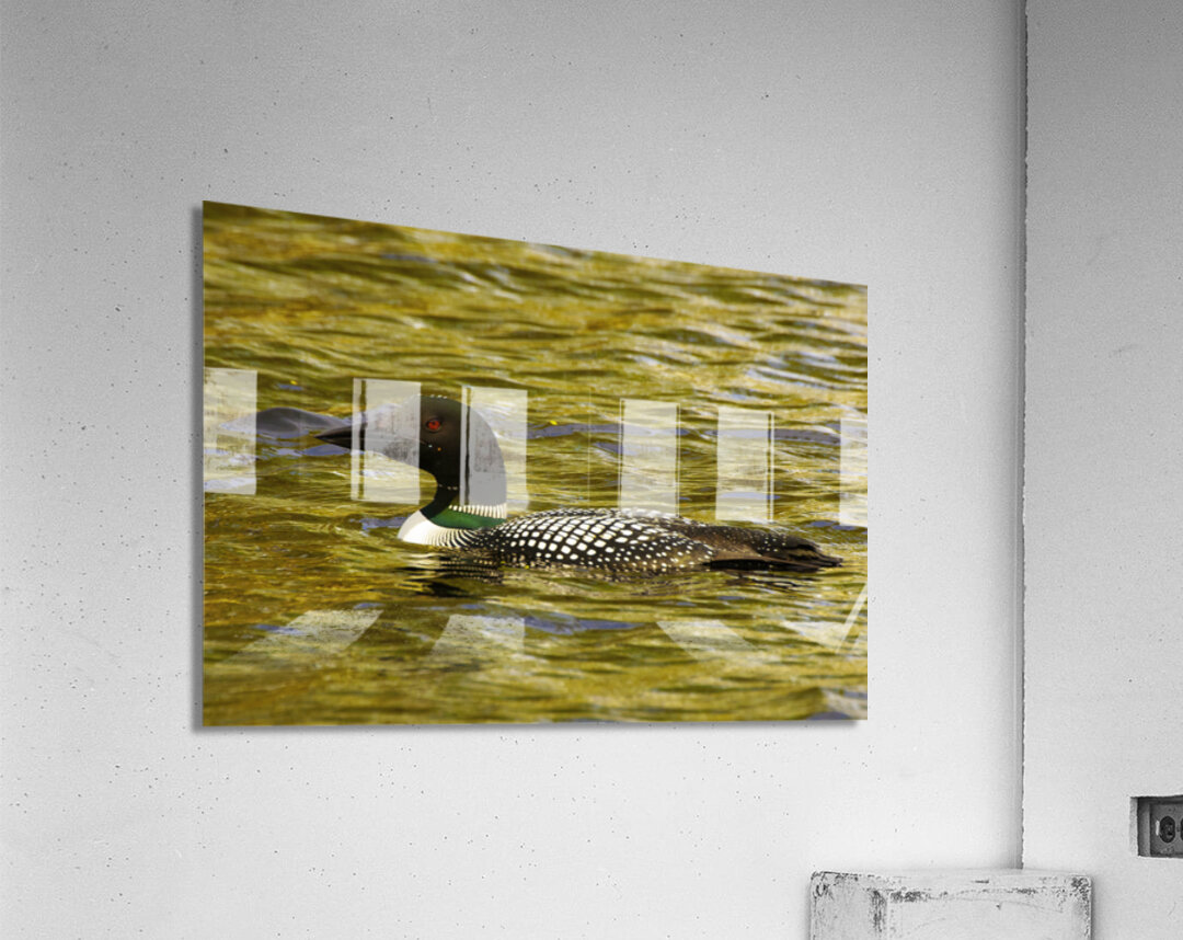 JBS 2224 Acrylic Print