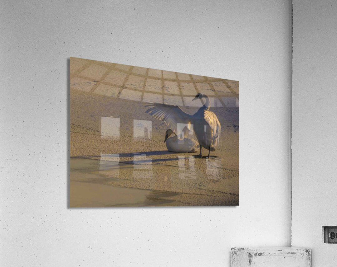 DSC 5806  Acrylic Print