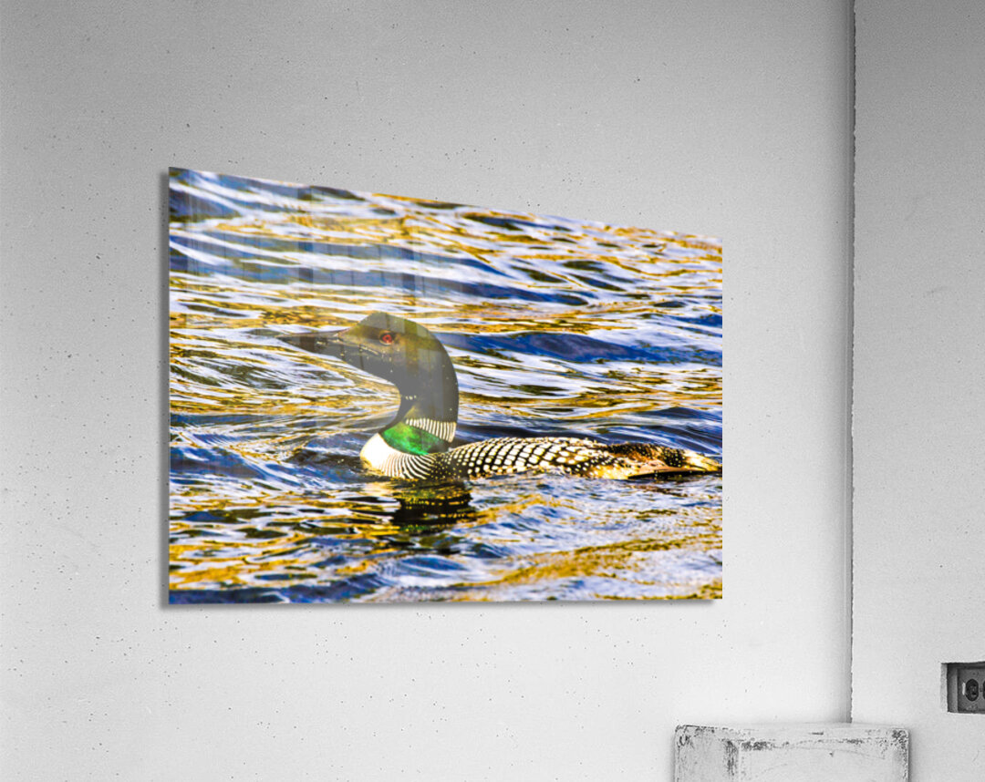 JBS 2215  Acrylic Print