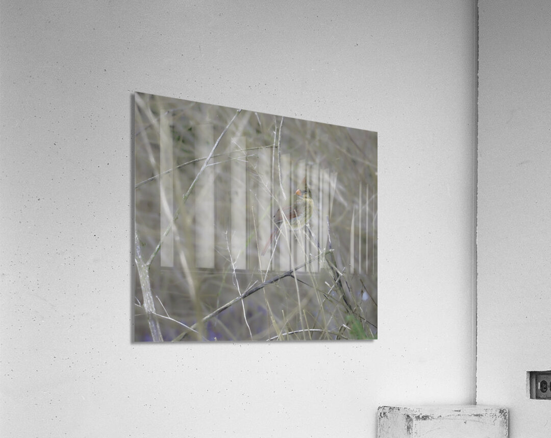 JBS 0660 Acrylic Print