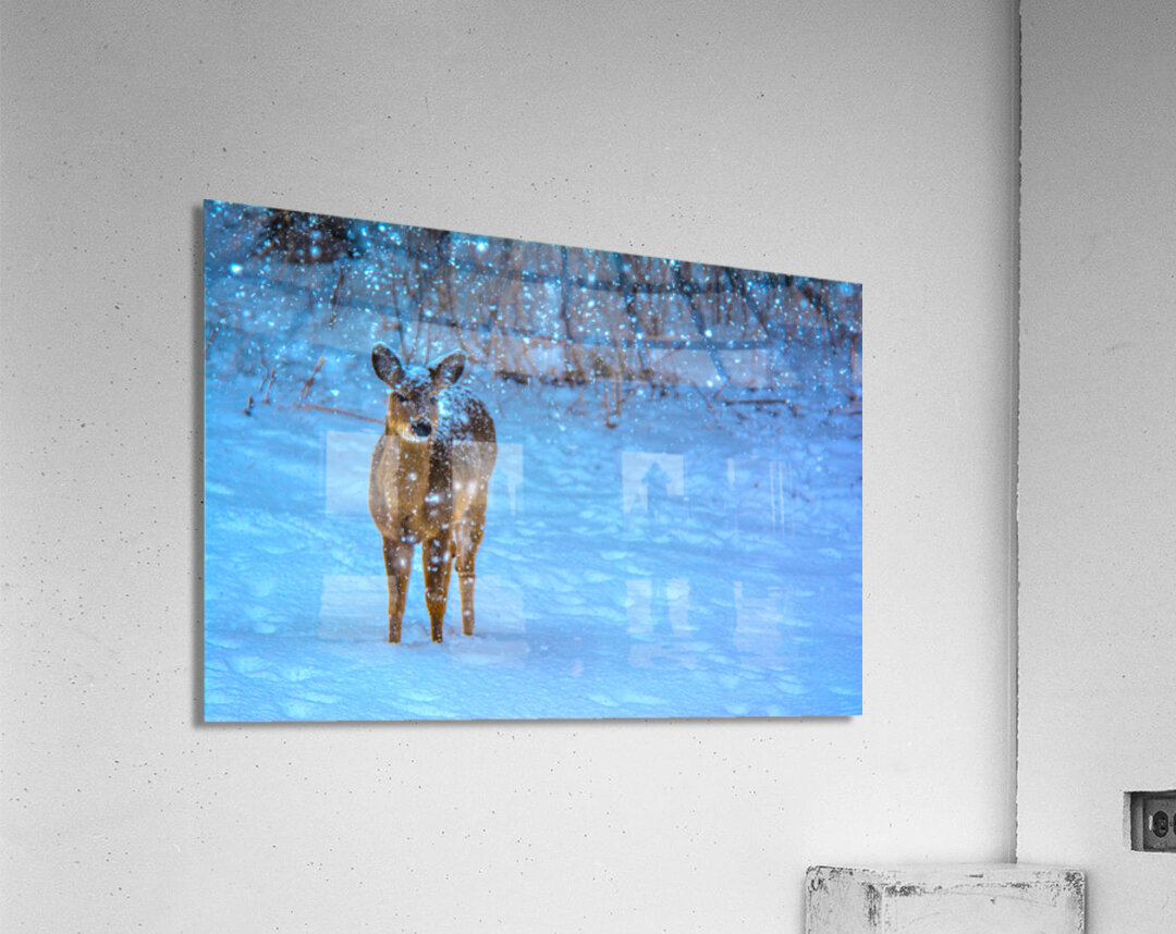 JBS 0395  Acrylic Print