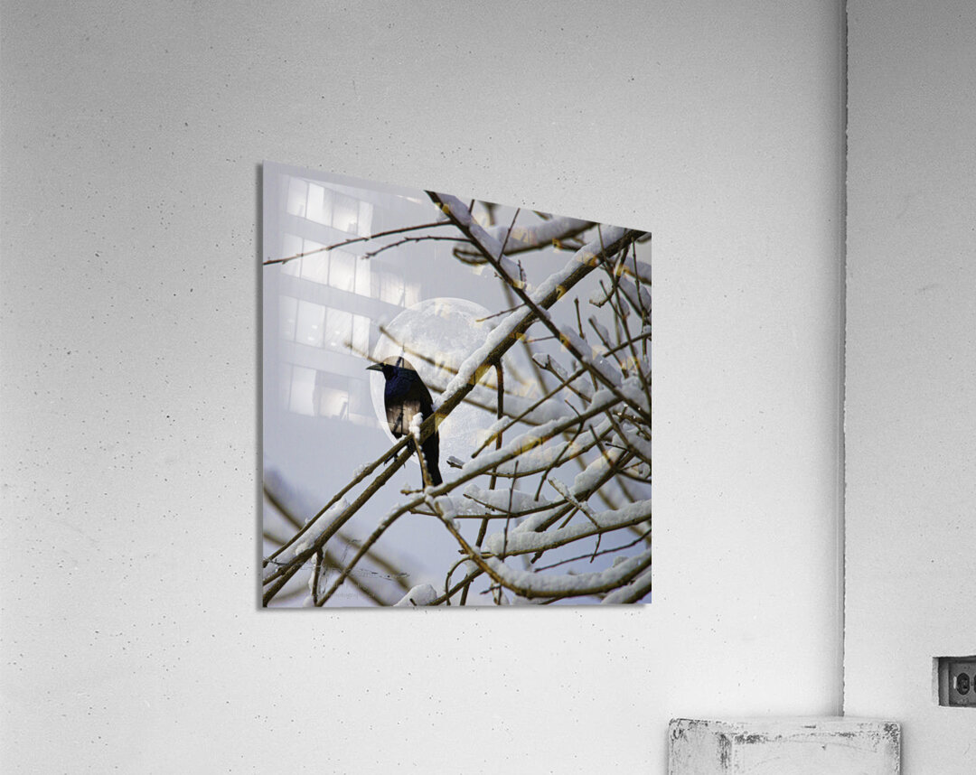 JBS 0164  Acrylic Print