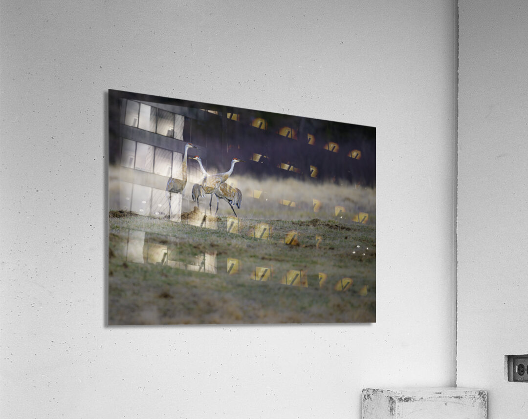 JBS 0650 Acrylic Print