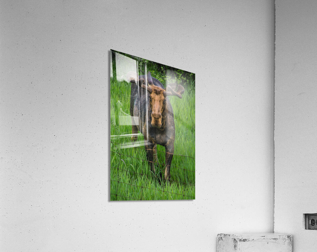 JBS 2499 Acrylic Print