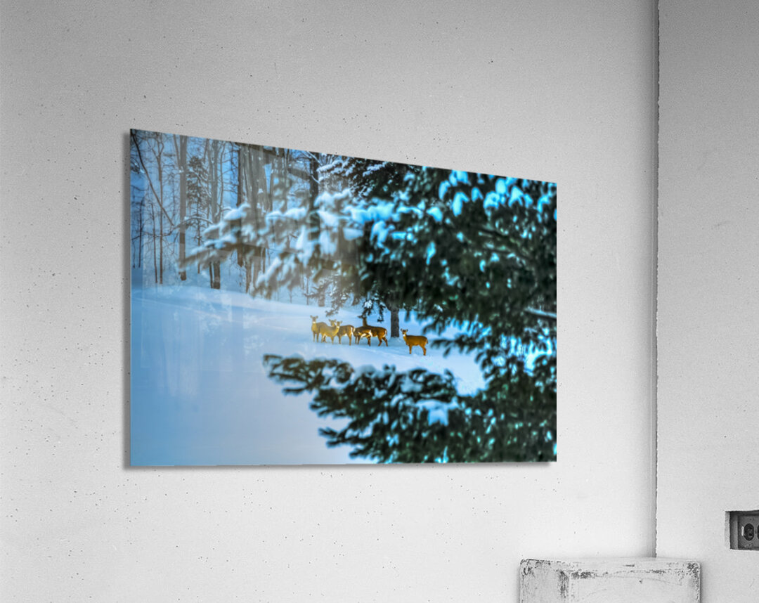 DSC 5646  Acrylic Print