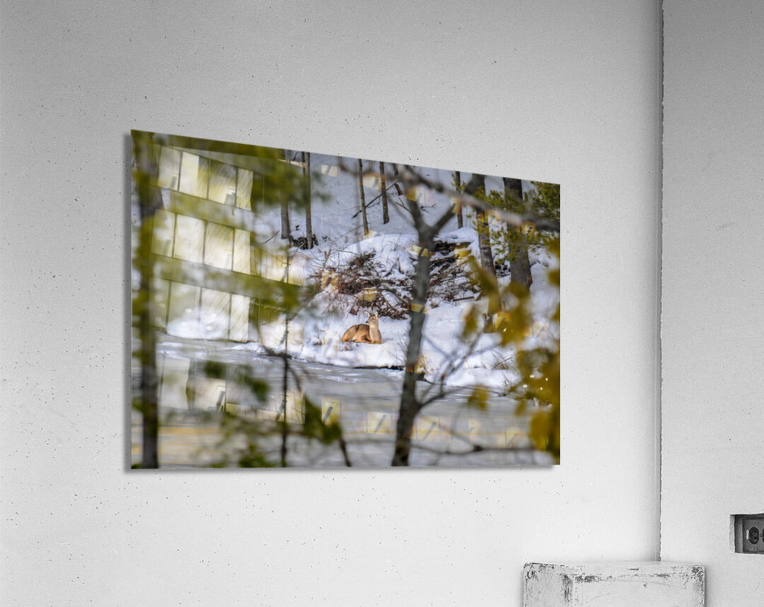  JBS5840 1 Acrylic Print