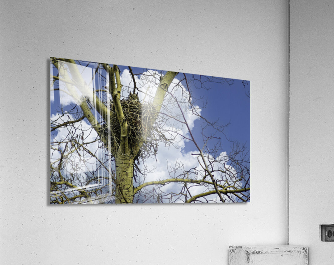 DSC 0059  Acrylic Print