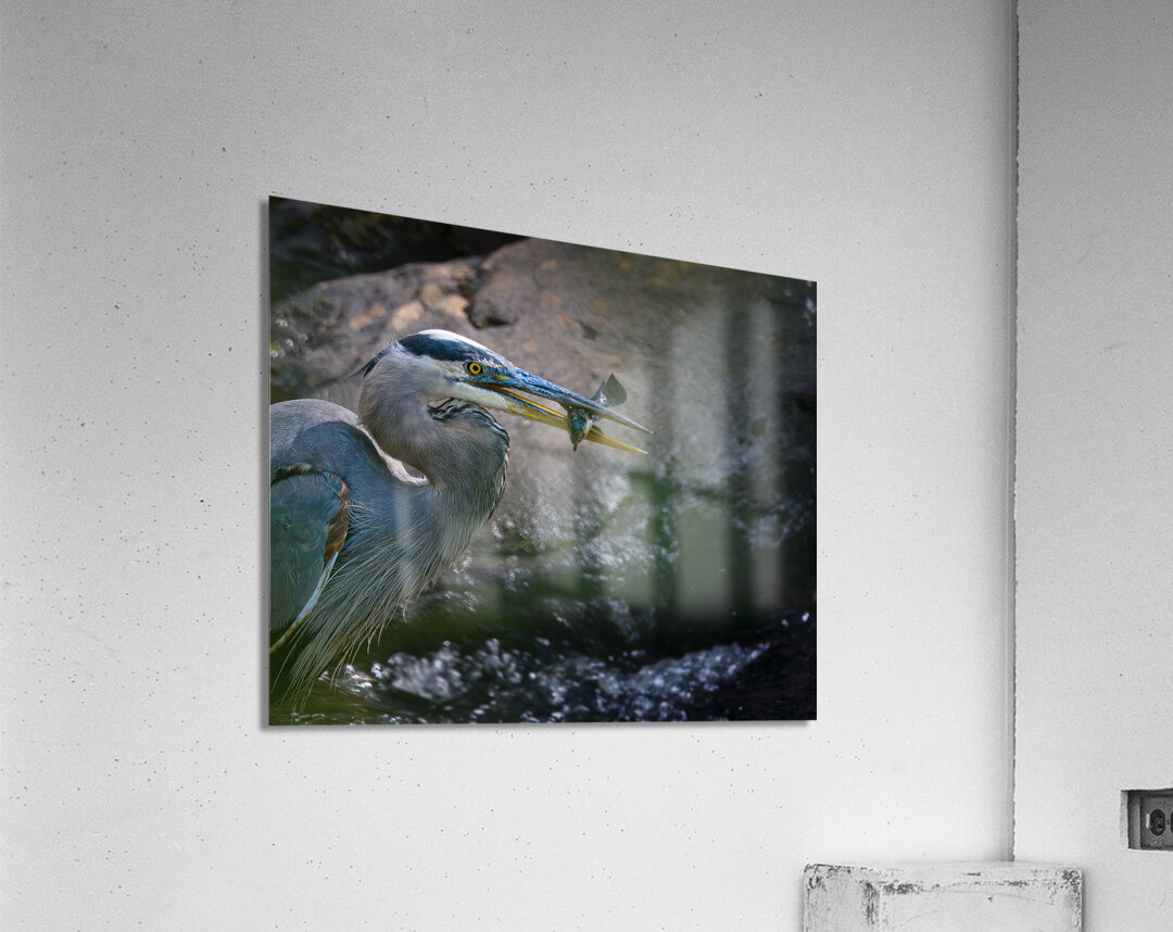 JBS 3491 Acrylic Print