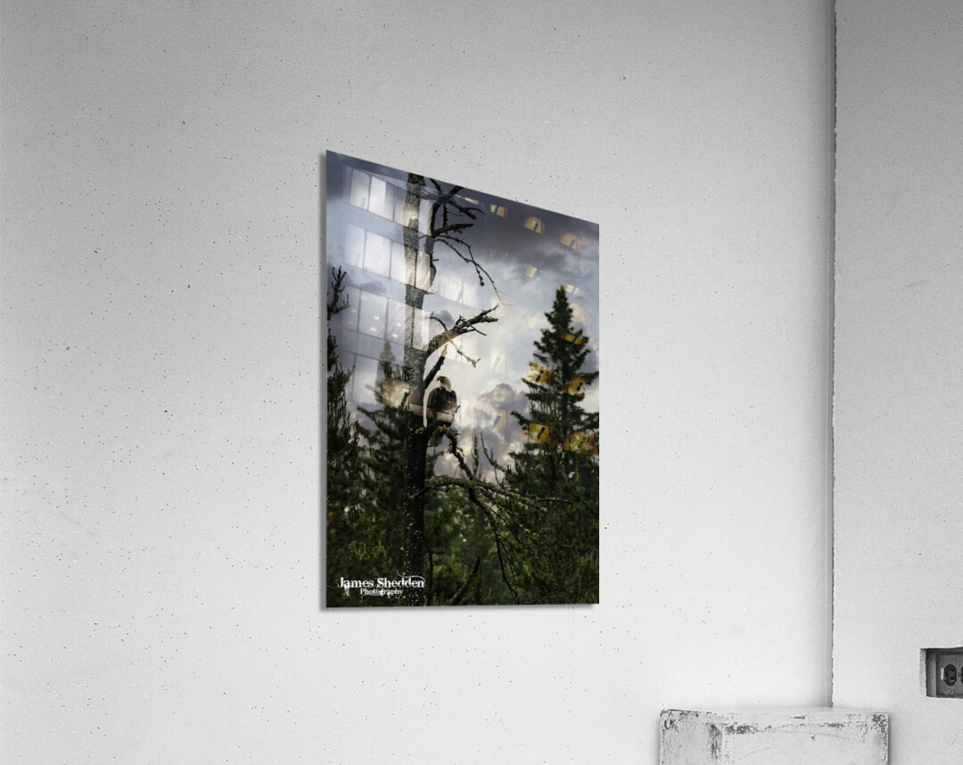 Eagle-Gogama Acrylic Print